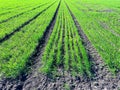 Young green wheat grows in an agricultural field grain germination closeup green spring grass texture