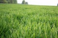 Young green wheat grows in a field. Rows of wheat sprouts, green wheat paros close up Royalty Free Stock Photo