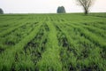 Young green wheat grows in a field. Rows of wheat sprouts, green wheat paros close up Royalty Free Stock Photo