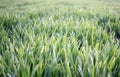 Young green wheat grows in a field. Rows of wheat sprouts, green wheat paros close up Royalty Free Stock Photo