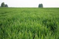 Young green wheat grows in a field. Rows of wheat sprouts, green wheat paros close up Royalty Free Stock Photo