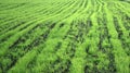 Young green wheat grows in a field. Rows of wheat sprouts, green wheat paros close up Royalty Free Stock Photo