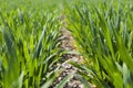 Young green wheat grows in a field.