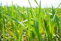 Young green wheat grows in the soil. Wheat seedlings growing in the field. Close-up Royalty Free Stock Photo