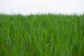 Young Green Wheat Plants Growing in Field Close Up Royalty Free Stock Photo