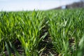 Young Green Wheat Plants Growing in Field Close Up Royalty Free Stock Photo