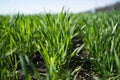 Young Green Wheat Plants Growing in Field Close Up Royalty Free Stock Photo