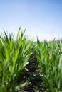 Young Green Wheat Plants Growing in Field Close Up Royalty Free Stock Photo
