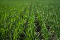 Young Green Wheat Plants Growing in Field Close Up Royalty Free Stock Photo