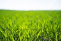 Young Green Wheat Plants Growing in Field Close Up Royalty Free Stock Photo