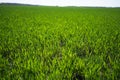 Young Green Wheat Plants Growing in Field Close Up Royalty Free Stock Photo