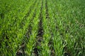 Young Green Wheat Plants Growing in Field Close Up Royalty Free Stock Photo