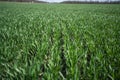 Young Green Wheat Plants Growing in Field Close Up Royalty Free Stock Photo