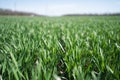 Young Green Wheat Plants Growing in Field Close Up Royalty Free Stock Photo