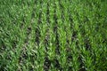 Young Green Wheat Plants Growing in Field Close Up Royalty Free Stock Photo