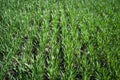 Young Green Wheat Plants Growing in Field Close Up Royalty Free Stock Photo