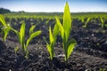 Young Green wheat seedlings growing in a soil field. Close up on sprouting rye agricultural on a field in sunset Royalty Free Stock Photo