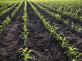 Young Green wheat seedlings growing in a soil field. Close up on sprouting rye agricultural on a field in sunset Royalty Free Stock Photo