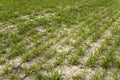 Young green wheat seedlings growing in soil on a field. Close up on sprouting rye on a field. Sprouts of rye. Sprouts of Royalty Free Stock Photo