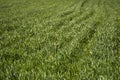 Young green wheat seedlings growing in soil on a field. Close up on sprouting rye on a field. Sprouts of rye. Sprouts of Royalty Free Stock Photo