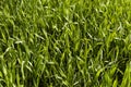 Young green wheat seedlings growing in soil on a field. Close up on sprouting rye on a field. Sprouts of rye. Sprouts of Royalty Free Stock Photo