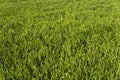 Young green wheat seedlings growing in soil on a field. Close up on sprouting rye on a field. Sprouts of rye. Sprouts of Royalty Free Stock Photo