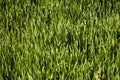 Young green wheat seedlings growing in soil on a field. Close up on sprouting rye on a field. Sprouts of rye. Sprouts of Royalty Free Stock Photo