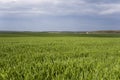 Young green wheat seedlings growing in soil on a field. Close up on sprouting rye on a field. Sprouts of rye. Sprouts of Royalty Free Stock Photo