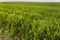 Young green wheat seedlings growing in soil on a field. Close up on sprouting rye on a field. Sprouts of rye. Sprouts of Royalty Free Stock Photo