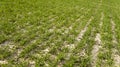 Young green wheat seedlings growing in soil on a field. Close up on sprouting rye on a field. Sprouts of rye. Sprouts of Royalty Free Stock Photo