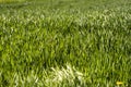 Young green wheat seedlings growing in soil on a field. Close up on sprouting rye on a field. Sprouts of rye. Sprouts of Royalty Free Stock Photo