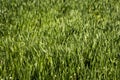 Young green wheat seedlings growing in soil on a field. Close up on sprouting rye on a field. Sprouts of rye. Sprouts of Royalty Free Stock Photo