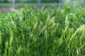 Young green wheat spikelets growing in the field. Green floral background or texture. Agriculture concept