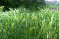 Young green wheat spikelets growing in the field outdoors. Green floral background or texture.