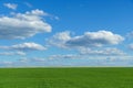 young green wheat sprouts agricultural field, bright spring landscape on a sunny day, blue sky as background