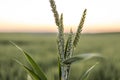 Young green wheat sprouts with a wheat field on background. Unripe cereals. Close up on sprouting wheat. Royalty Free Stock Photo