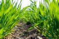 Young green wheat under spring sunlight, close-up