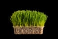 Young green Wheatgrass studio shot isolated on black Royalty Free Stock Photo