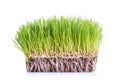 Young green Wheatgrass studio shot isolated on white Royalty Free Stock Photo