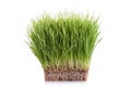 Young green Wheatgrass studio shot isolated on white Royalty Free Stock Photo