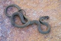 Young Green Whip Snake from Italy