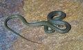 Young Green Whip Snake from Italy
