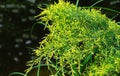 Young green with yellow tops twigs of Juniperus pfitzeriana or Juniperus media Golden Saucer.