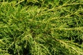 Young green with yellow tops twigs of Juniperus pfitzeriana or Juniperus media Old Gold. Beautiful close-up of juniper twigs