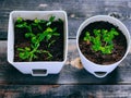 Young greens in pots, sprouts of basil and coriander