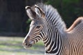 Young grevy's zebra