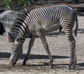 Young Grevy`s zebra male 2