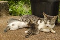 Kittens Feeding From Mother Cat