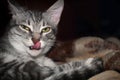 A young grey cat looking at the camera with a look in his eyes. Beautiful kitten lying on a blanket and licked