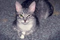 A young grey cat looking at the camera with a look in his eyes. Beautiful kitten lying on a blanket and narrows